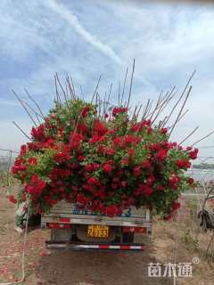 高度150厘米红刺玫