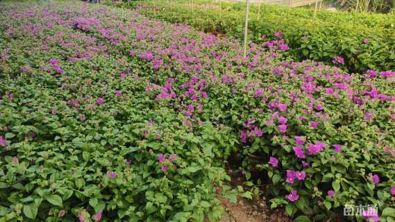 高度35厘米云南紫