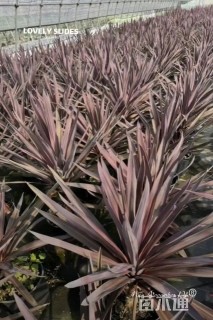 高度20厘米朱蕉