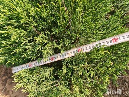 高度120厘米塔柏