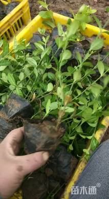 50厘米小叶扶芳藤