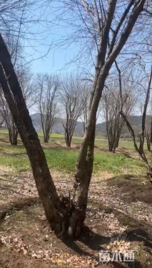 高度900厘米丛生三角枫