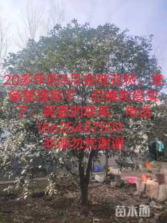 20公分桂花