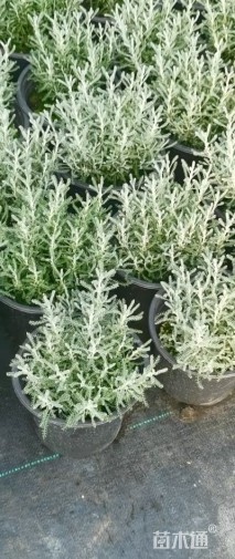 高度20厘米银香菊