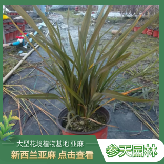 高度35厘米新西兰亚麻