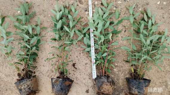 高度25厘米金丝桃