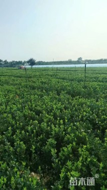 高度56厘米大叶黄杨