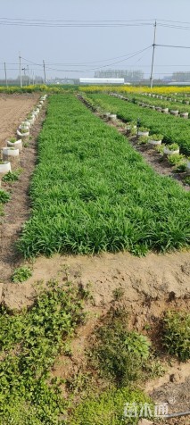 高度15厘米萱草