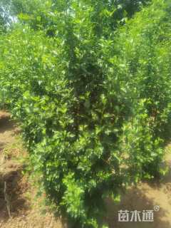 高度250厘米丛生木槿