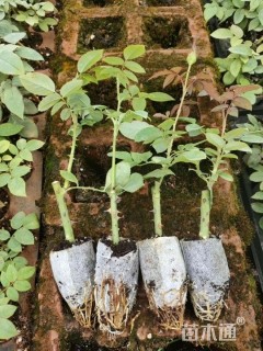 高度10厘米玫瑰