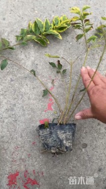 高度40厘米花叶连翘