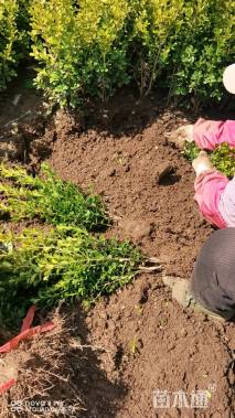 高度40厘米小叶黄杨