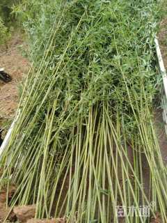 4公分竹子