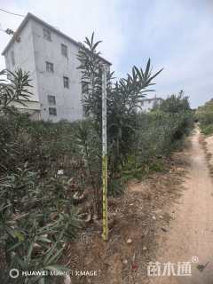 高度100厘米夹竹桃