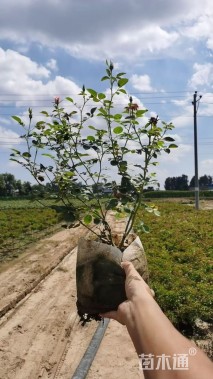 高度50厘米月季