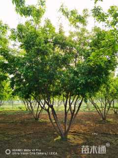 高度700厘米丛生三角枫