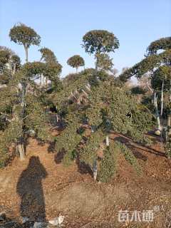 10公分造型女贞