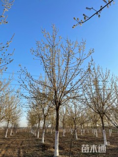 22公分金叶复叶槭