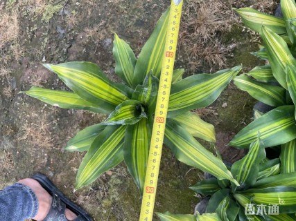 高度20厘米也门铁