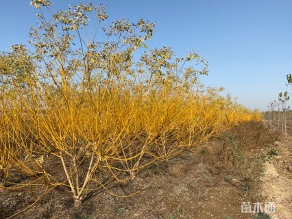 高度200厘米丛生金枝槐