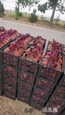 高度20厘米兰花三七草