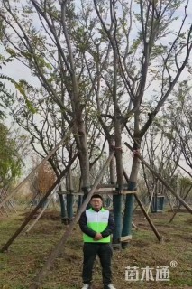 75公分(5杆)丛生朴树