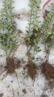 高度30厘米大叶黄杨