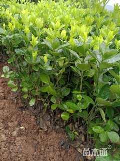 高度35厘米大叶黄杨