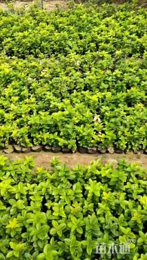 高度25厘米金冠黄杨