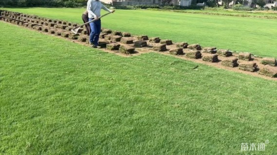 草卷状百慕大草