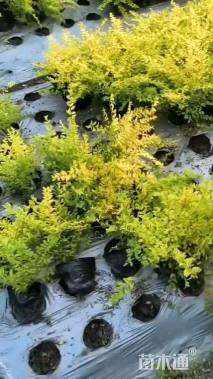 大杯苗亮晶女贞小苗