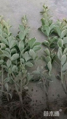 高度55厘米金边黄杨