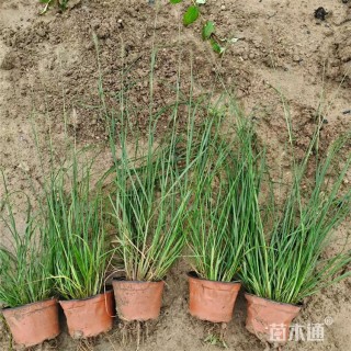 高度55厘米小兔子狼尾草