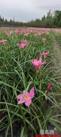 高度20厘米韭兰