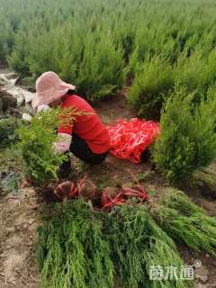 高度70厘米蜀桧