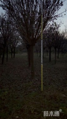 高度650厘米白花巨紫荆