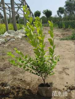 高度40厘米金叶女贞小苗