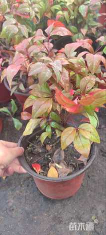 高度25厘米火焰南天竹