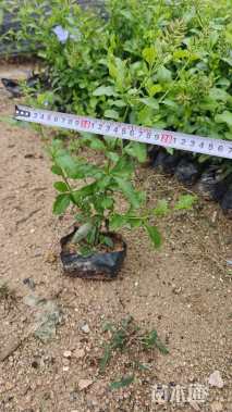 高度25厘米蓝雪花