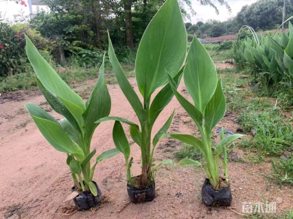 高度20厘米花叶美人蕉