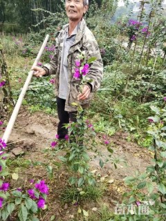 高度100厘米三角梅