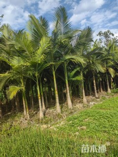 裸干高100厘米假槟榔
