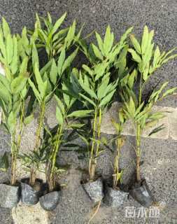 高度25厘米十大功劳