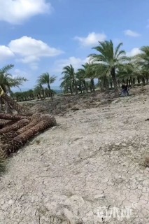 裸干高0.8厘米加拿利海枣