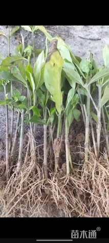 高度10厘米小叶栀子