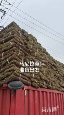 草卷状百慕大草