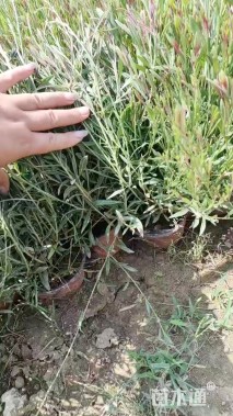 高度40厘米山桃草