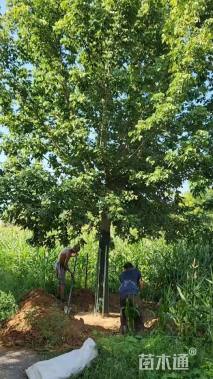 20公分金叶复叶槭