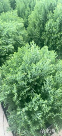 高度40厘米球柏