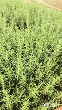 高度30厘米迷迭香